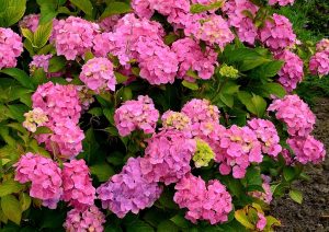 Hydrangea Care In Pots
