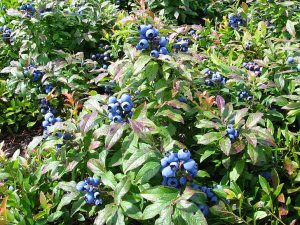 Growing Blueberries in Buckets