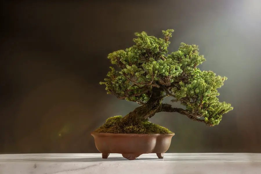 Bonsai Tree Artistry