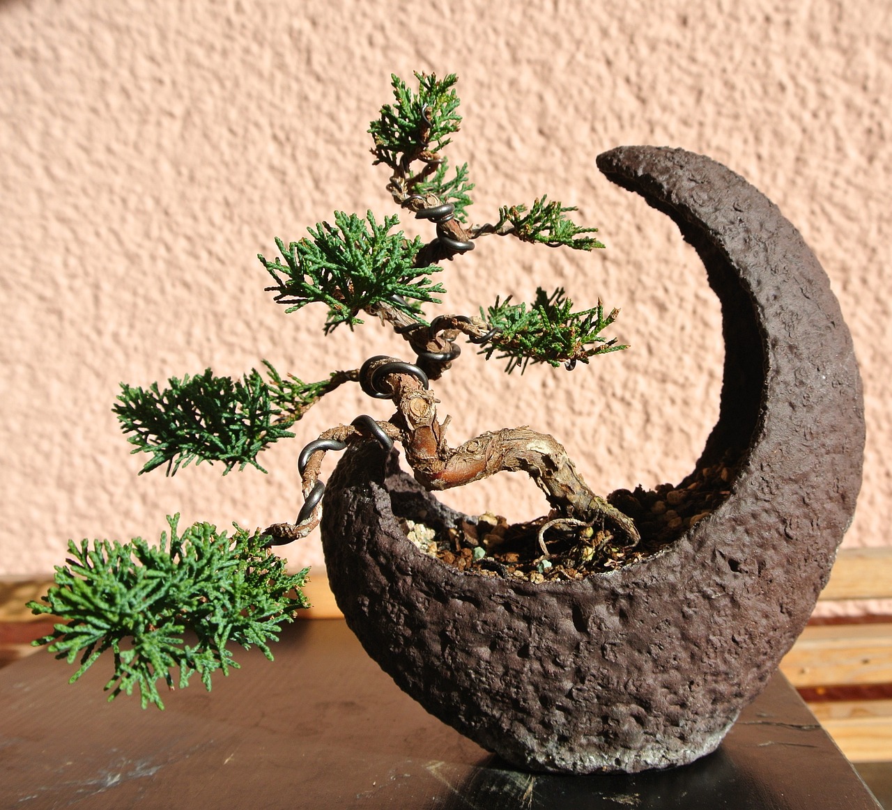 Indoor Bonsai