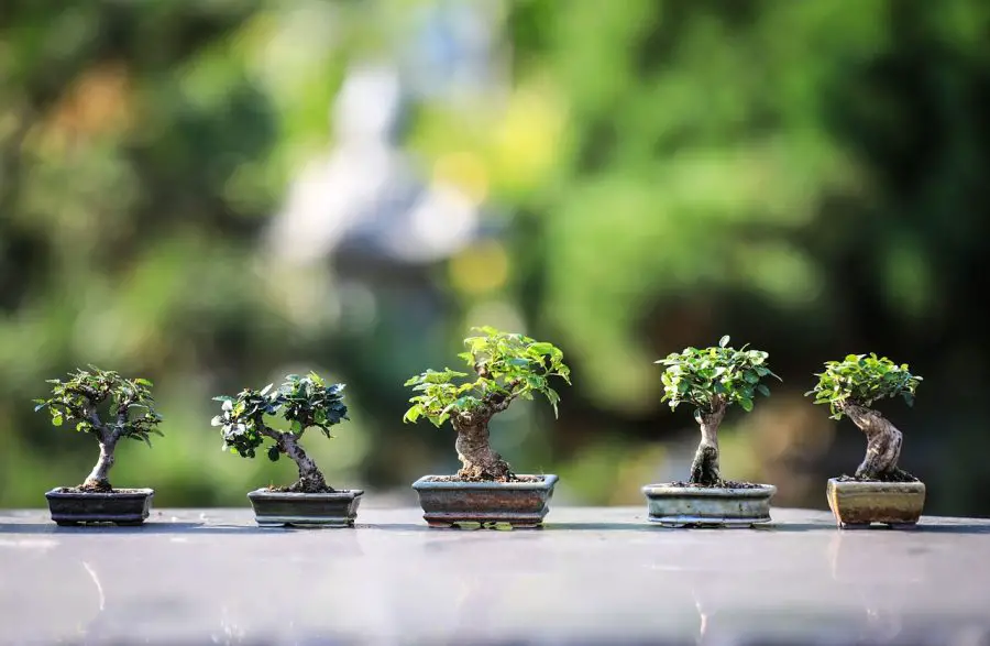 indoor bonsai trees
