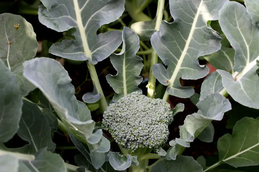 Can You Eat Broccoli Greens? Broccoli plant with head and leaves
