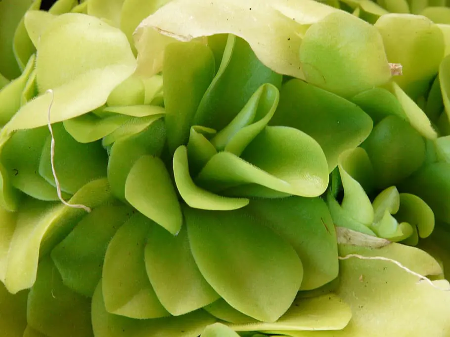 Growing Butterworts Indoors 5 Best Pinguicula Growth Tips