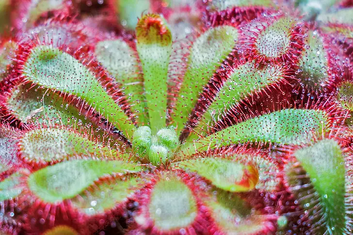 Drosera spatulata