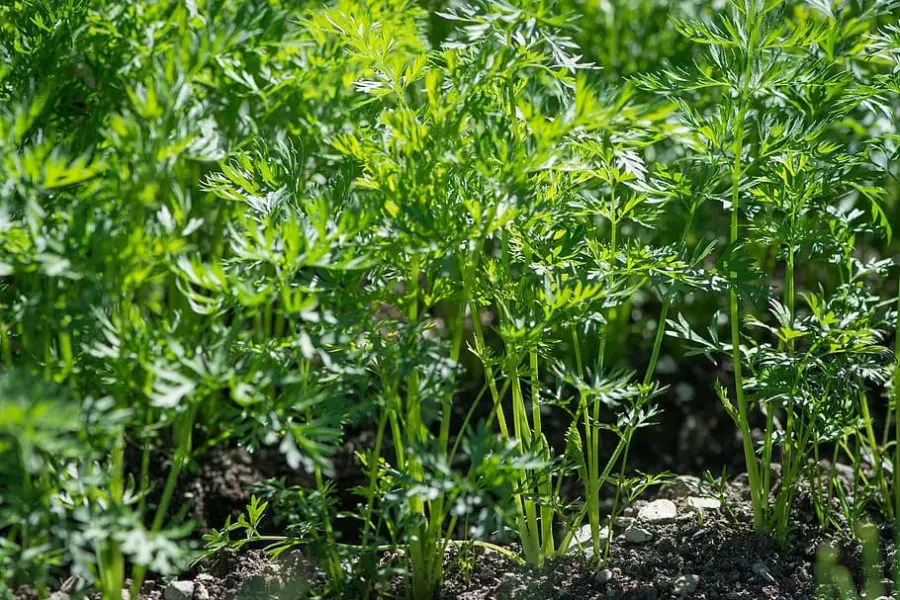 Growing Carrots in Pots