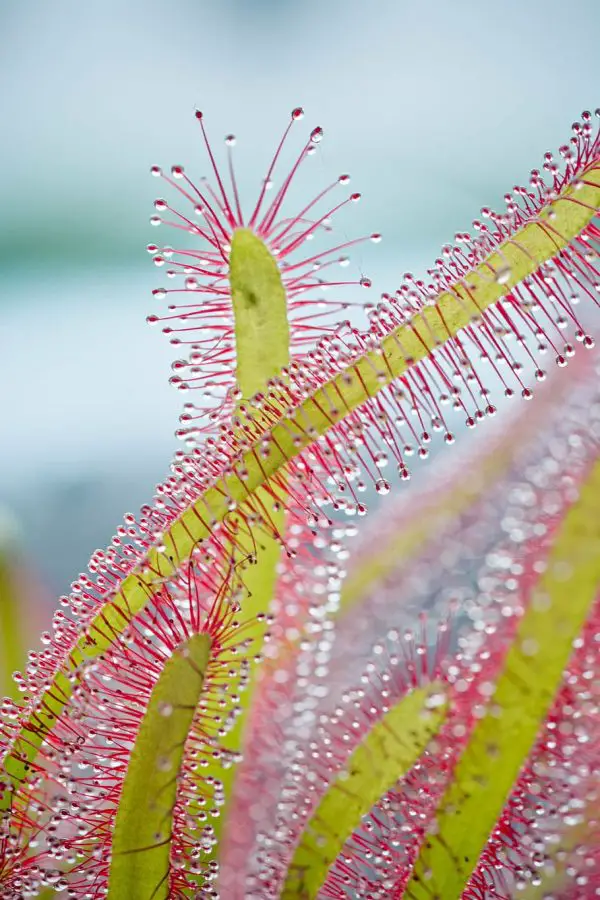 Drosera capensis - Cape Sundew