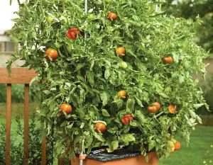 Gardening In An Apartment Without A Balcony