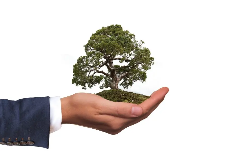 Are Bonsai Trees Good Luck?