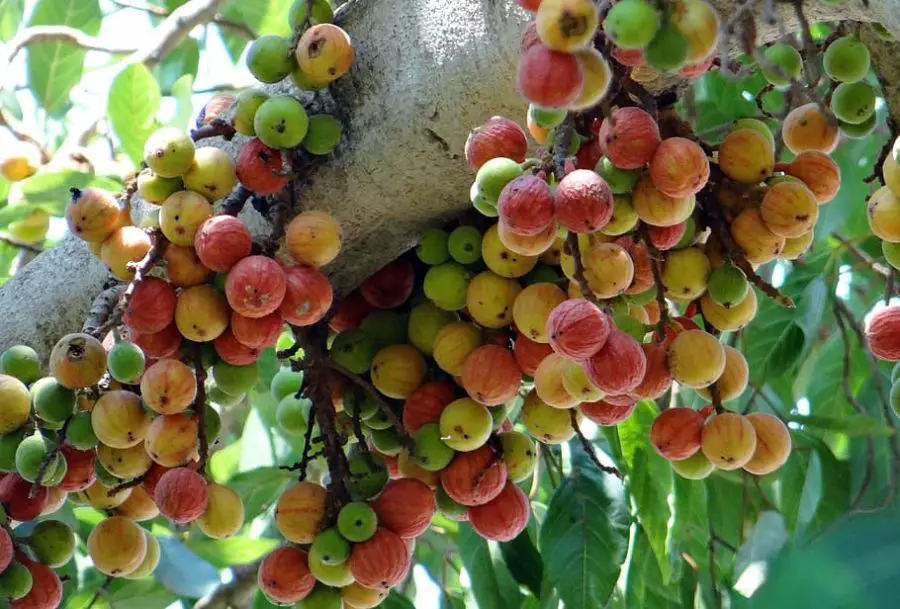 ficus-glomerata-fig-gular-wild-fig