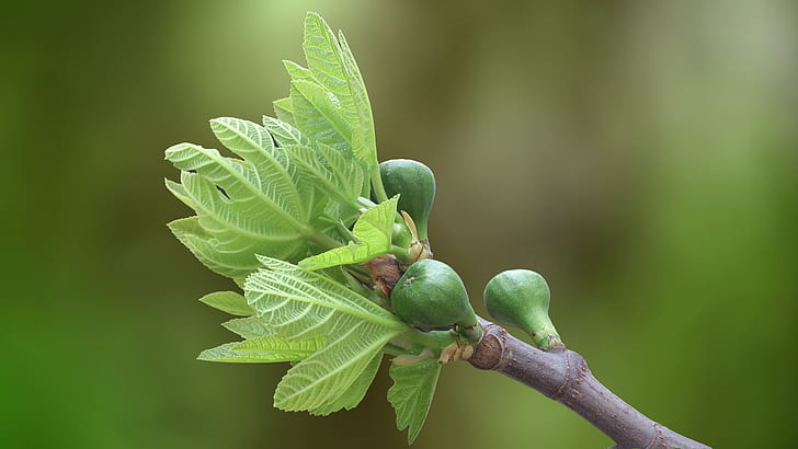 POSITIONING YOUR FIG TREE INDOORS