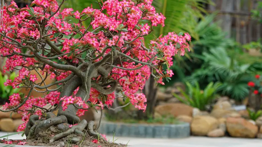 Types of Indoor Bonsai Trees