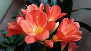 How To Grow Clivia In Pots - Clivia miniata