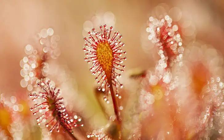 Growing Sundews Indoors