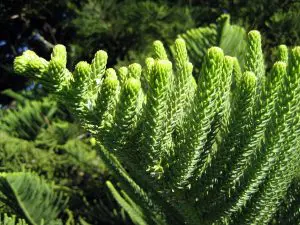 Norfolk Island Pine Care Indoors
