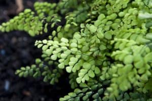 Maidenhair Fern Care Indoors