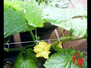 How Can I Grow Food When I Live In An Apartment?