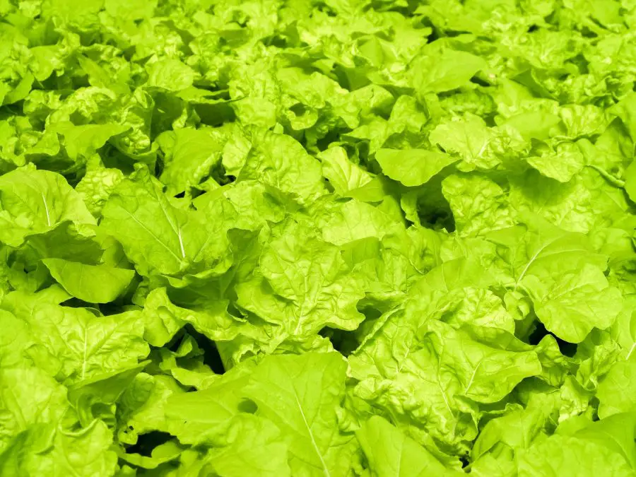 How to Grow Baby Greens Indoors