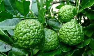 How To Grow Dwarf Kaffir Lime Tree
