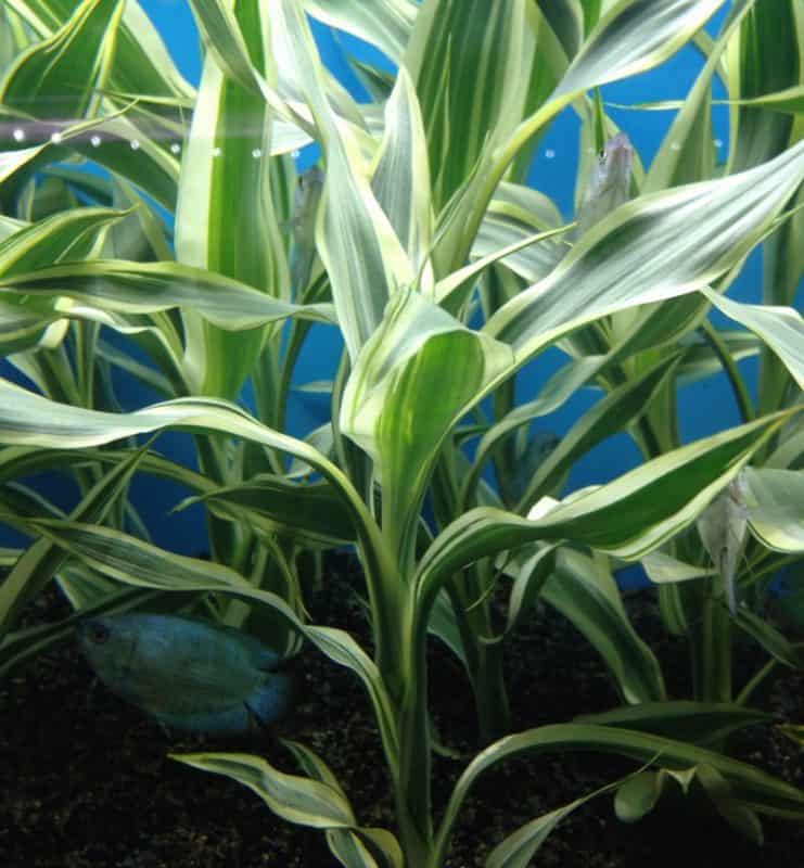 lucky bamboo, Dracaena sanderiana