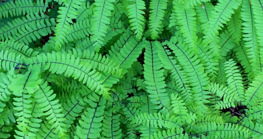 Maidenhair Fern Care Indoors