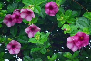 Mandevilla Vine In Pots