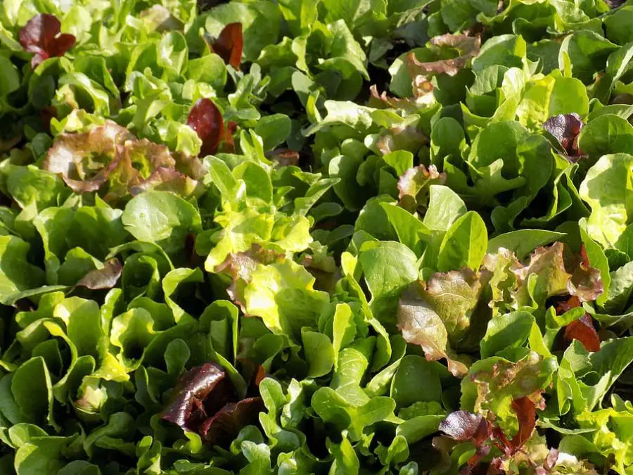 What is Mesclun Mix? Mesclun Mix Growing Guide