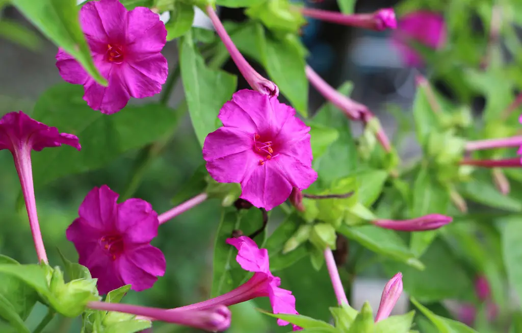 How To Grow Four O'Clocks In Pots 5 Easy Growth Tips