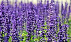 How To Care For Lavender Plants In Pots