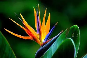 Bird Of Paradise Plant Care Indoors