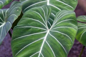 Philodendron Care Indoors
