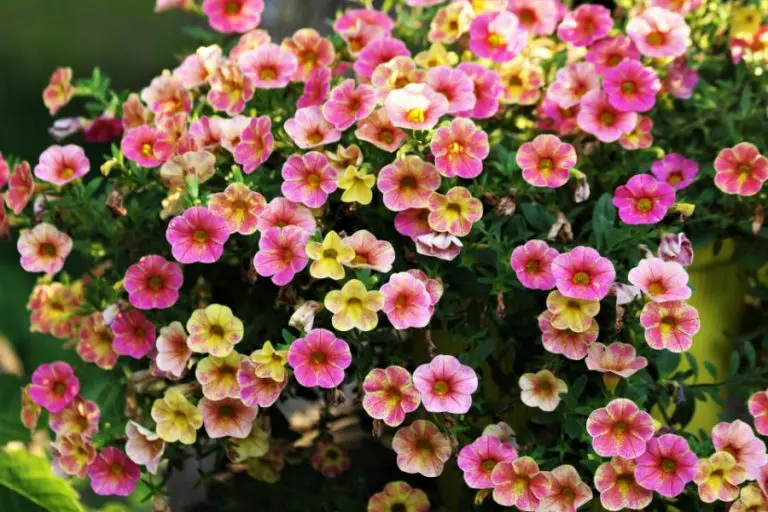 How To Care For Calibrachoa Hanging Baskets 7 Easy Care Tips