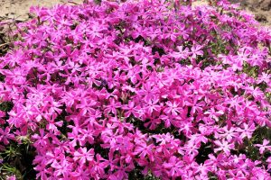 How To Plant Creeping Phlox