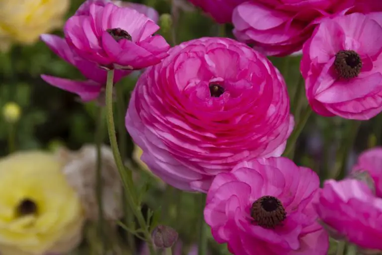 Small Ranunculus Invertirbrate Growing Ranunculus In Pots: 9 Growth Tips For Beginners