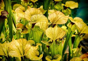 Best Indoor Carnivorous Plants - Sarracenia