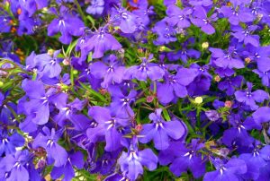 Lobelia Care In Pots