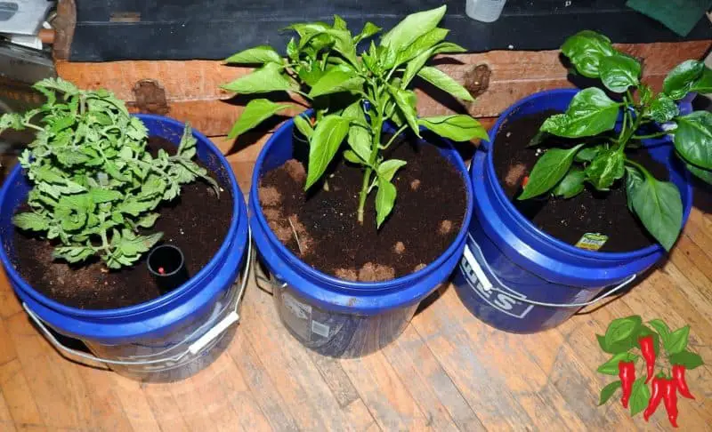 How To Grow Vegetables In Coco Coir