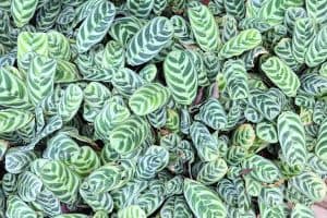 prayer plant