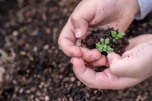Soil vs Coco Uncovered 9 Things To Know Before You Choose