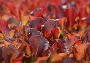 Grow Amaranth Microgreens In 7 Easy Steps