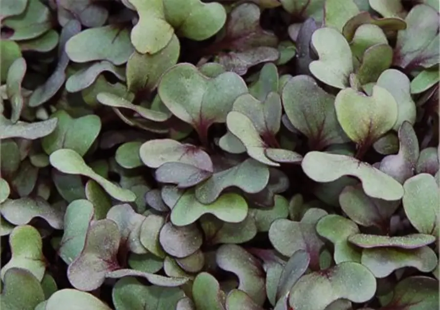 How To Grow Cabbage Microgreens
