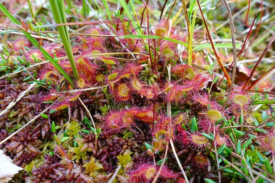 Sundew Natural Habitat