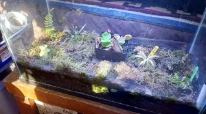 Terrarium Substrate - Best Soil Mixes for Plant Terrariums