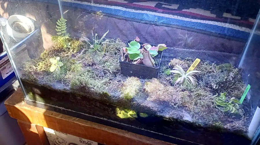 Terrarium Substrate - Best Soil Mixes for Plant Terrariums