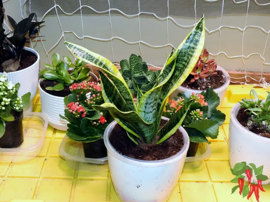 Snake Plant