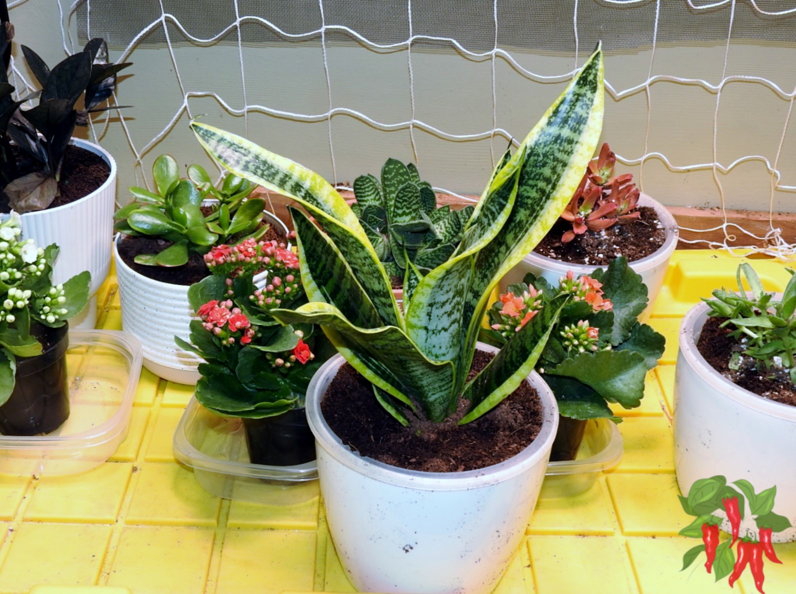 Snake Plant: Tough, Upright, and Easy to Fit Almost Anywhere