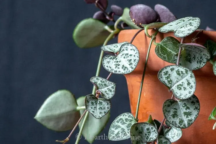 String Of Hearts Plant Care
