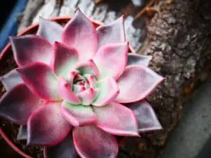 Succulents & Cacti: The Benefits Of Succulent and Cacti Plants