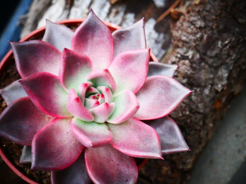 Succulents & Cacti: The Benefits Of Succulent and Cacti Plants