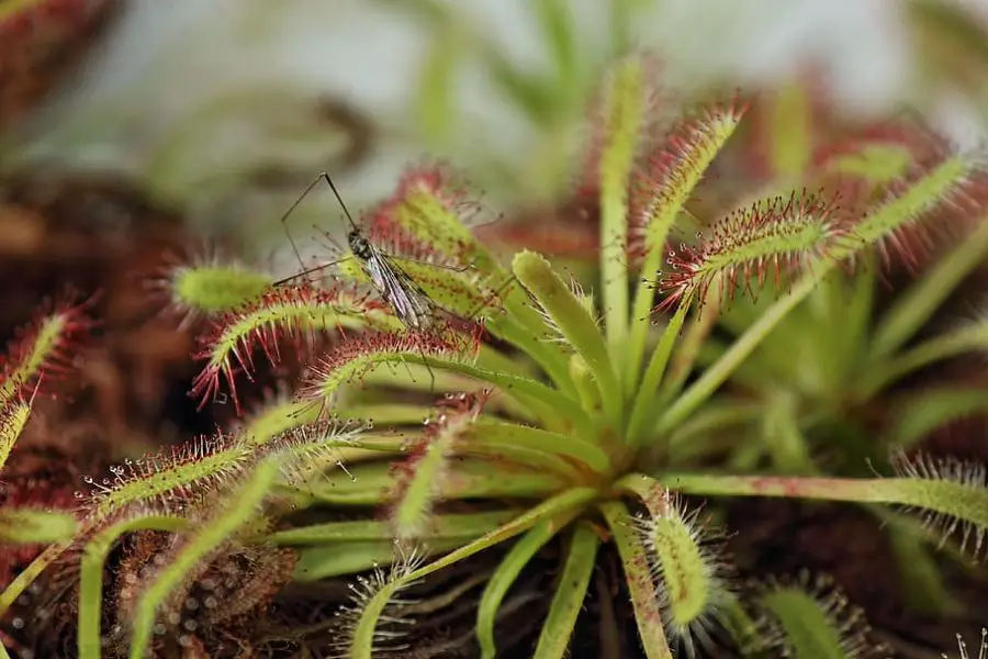 Benefits of Growing Sundews Indoors - Sundew with caught mosquito