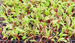 How To Grow Swiss Chard Microgreens (7 Easy Steps For Beginners)